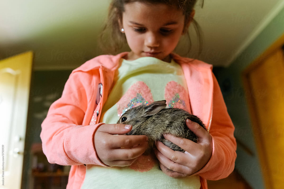 Baby bunny laying in girl\'s hands.