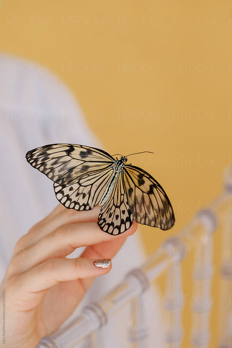 Crop woman's hand holding butterfly