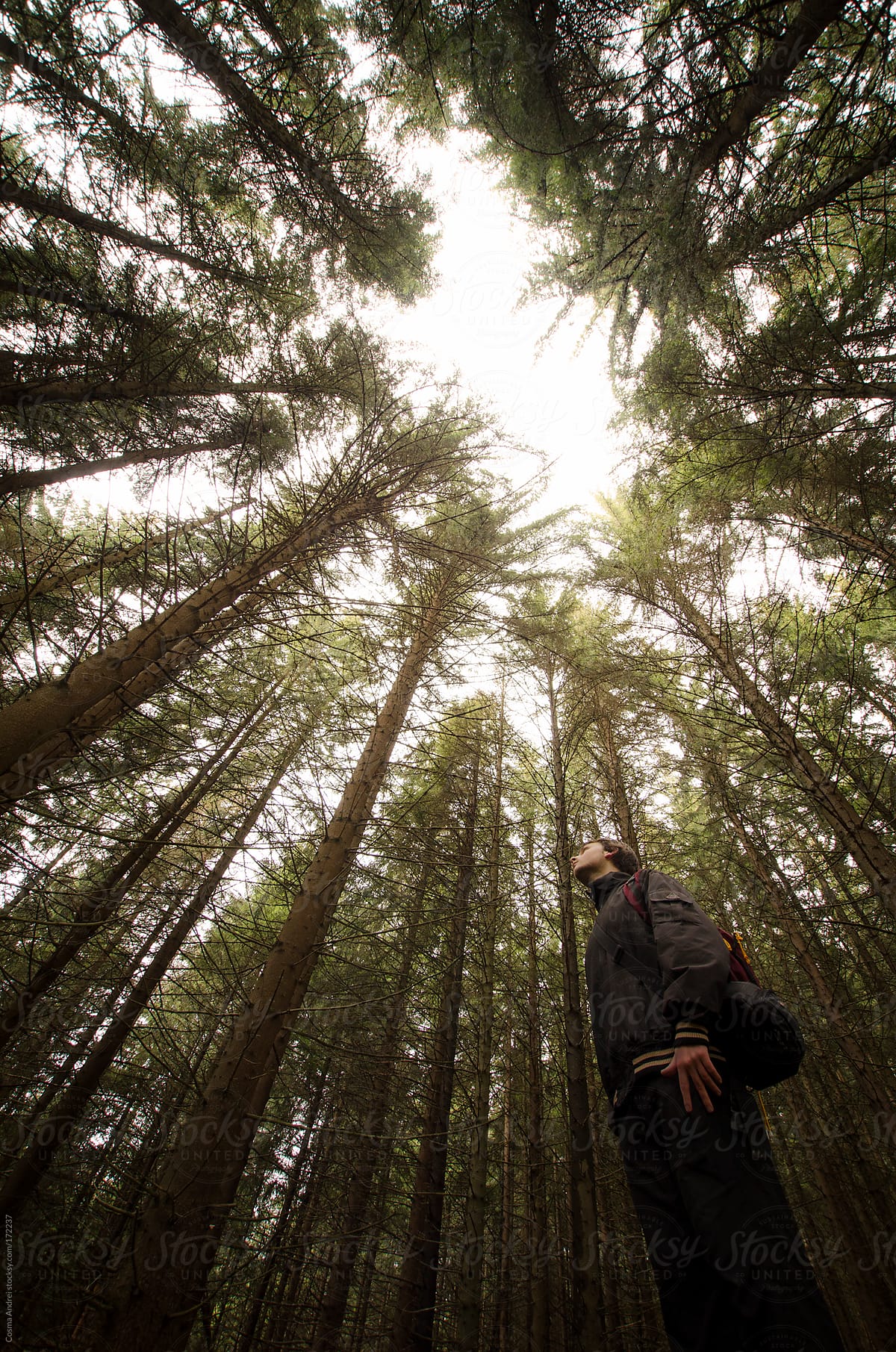 Man looking up in a green pine tree forest