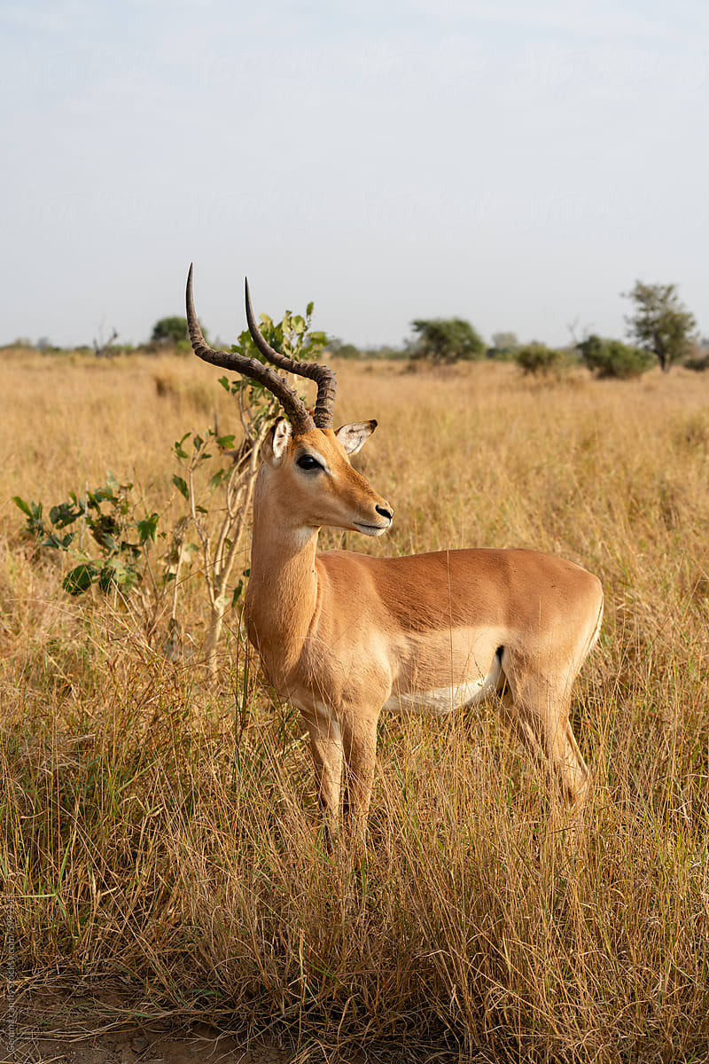 Majestic Antelope Portrait in Natural Habitat