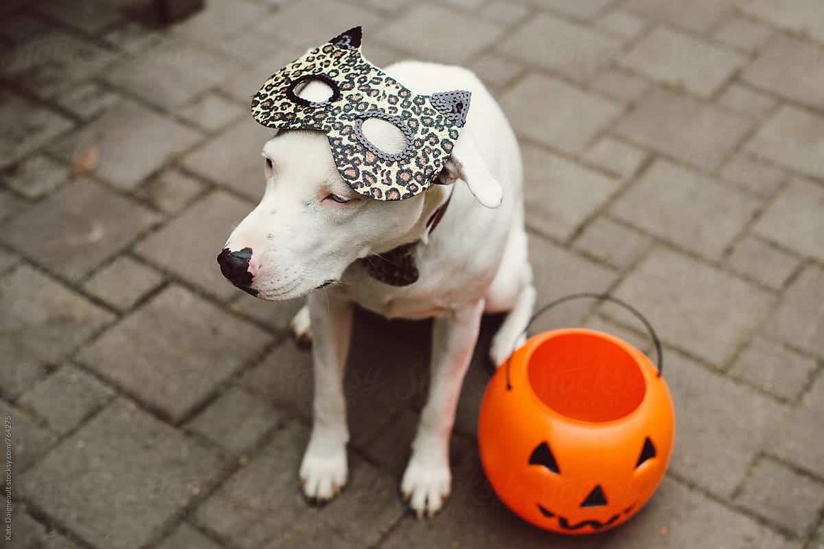 Puppy in a cat costume, ready for Halloween.