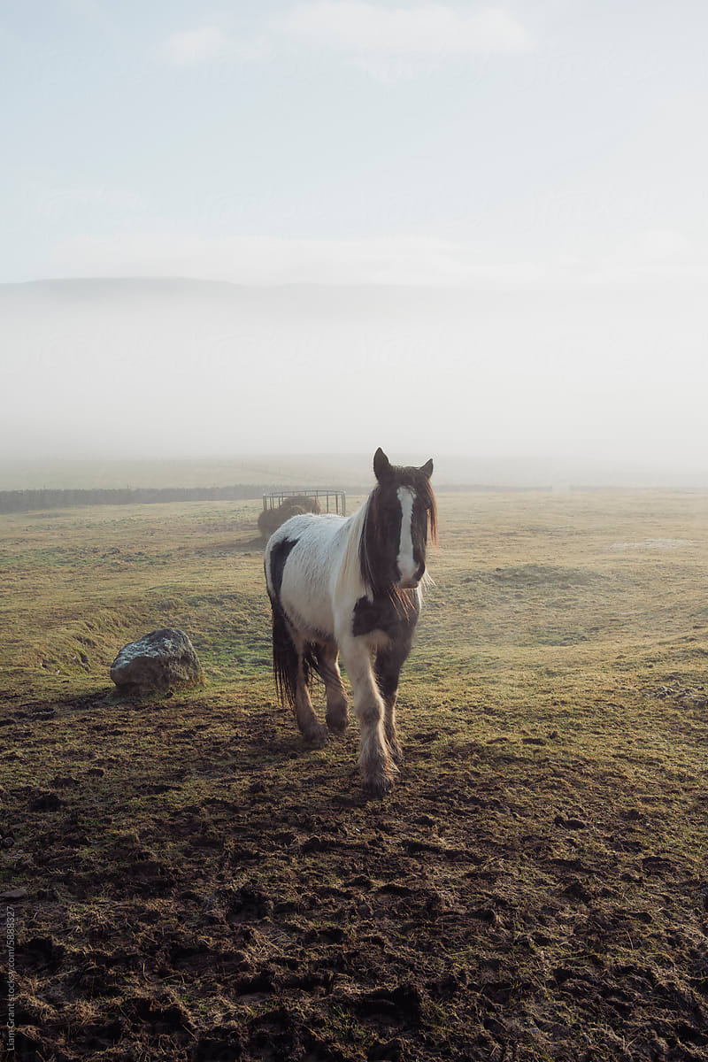 Horse on farmland in fog.