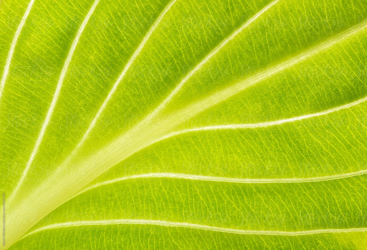 Macro photograph of a backlit Hosta leaf