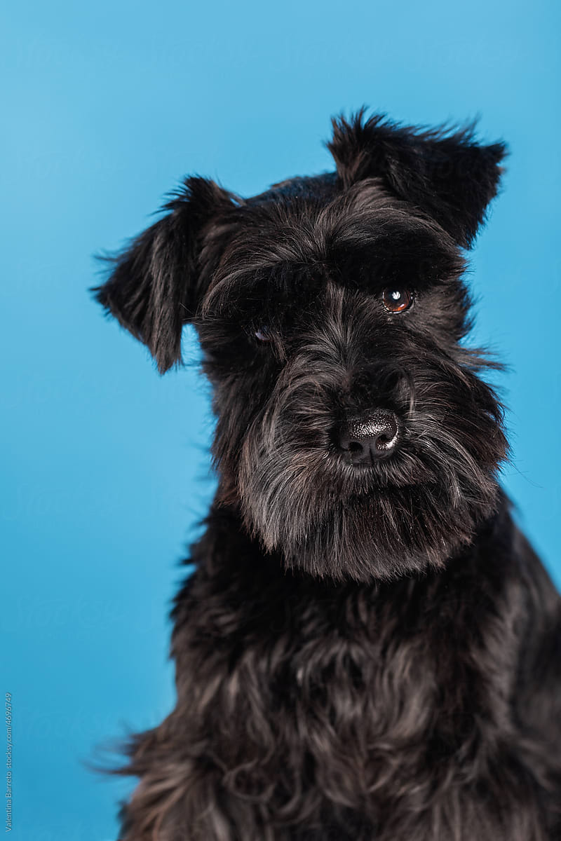 Furry  Schnauzer dog  studio portrait