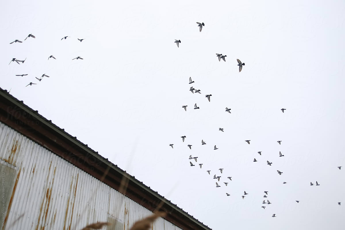 Birds flying over a building in the cloudy sky