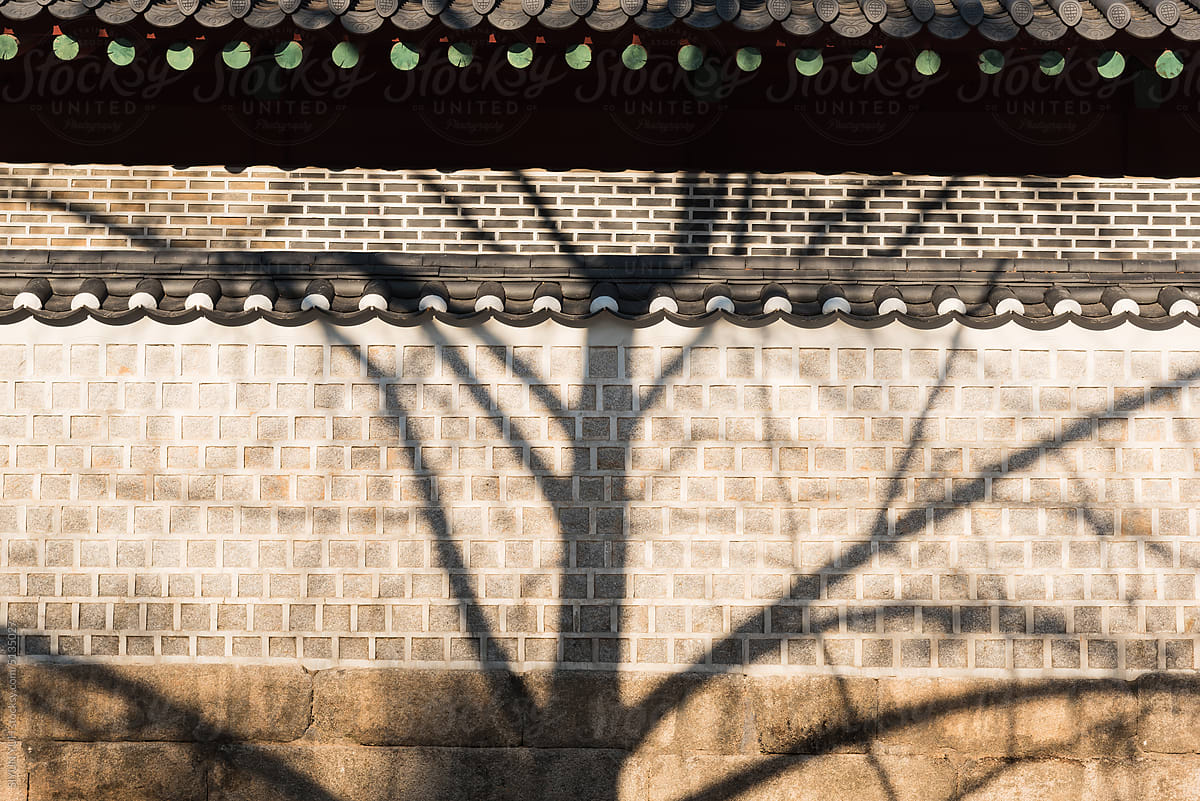 Shadow of the giant tree on the traditional wall
