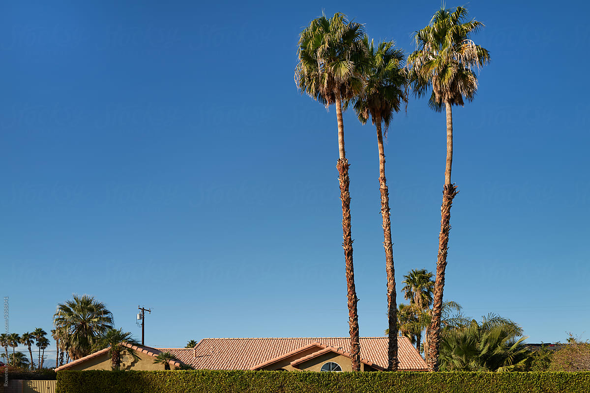 Tall palm trees using above hedge