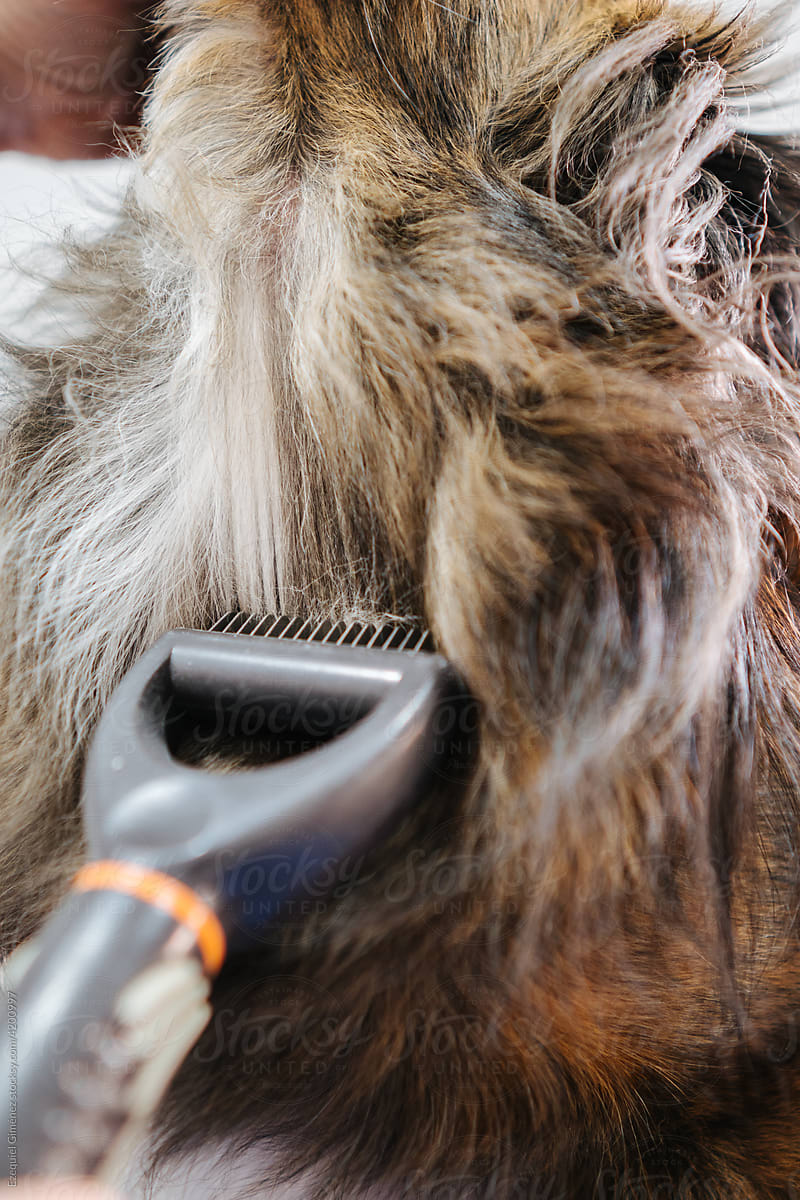 Unrecognizable groomer brushing dog ears