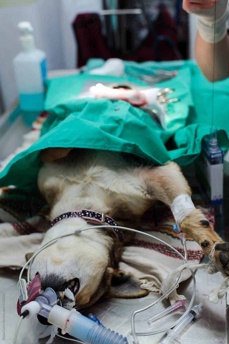 Dog Spay Surgical Procedure