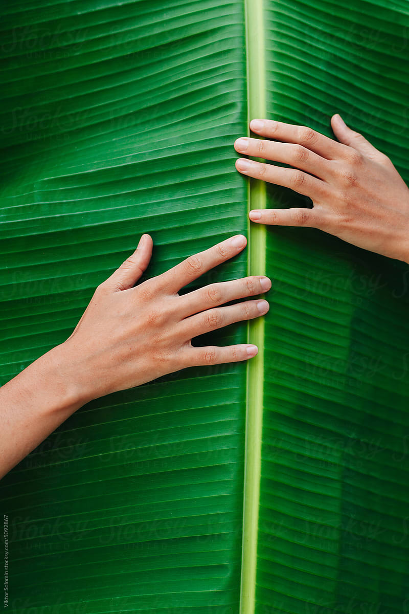 Crop person hands touching green palm leaf