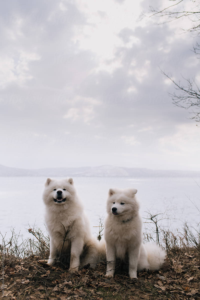 Two. samoyed dogs on a hill against the covered with ice river