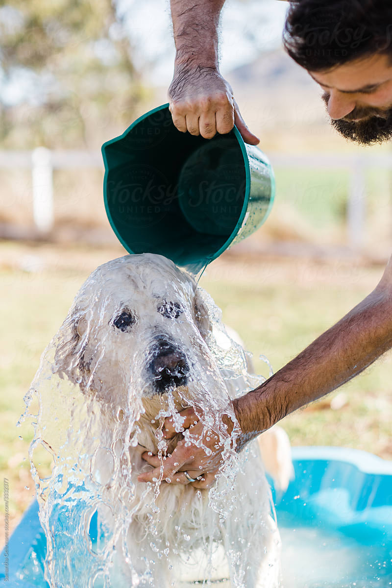 bucket of water being poured over dog