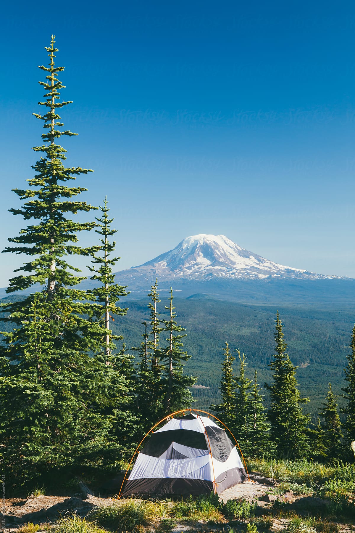 Camping tent in alpine meadow, overlooking lush forest, Mt. Adams in distance