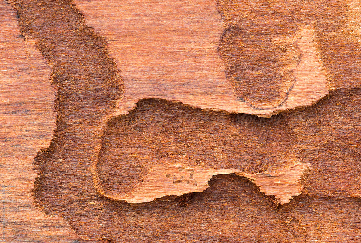 Tree Bark Pattern, close up