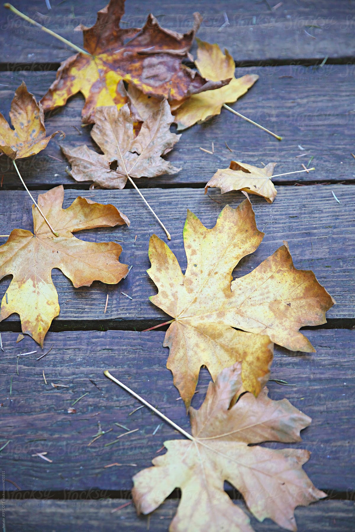 leaves lie on a wooden or timber path during Fall / Autumn