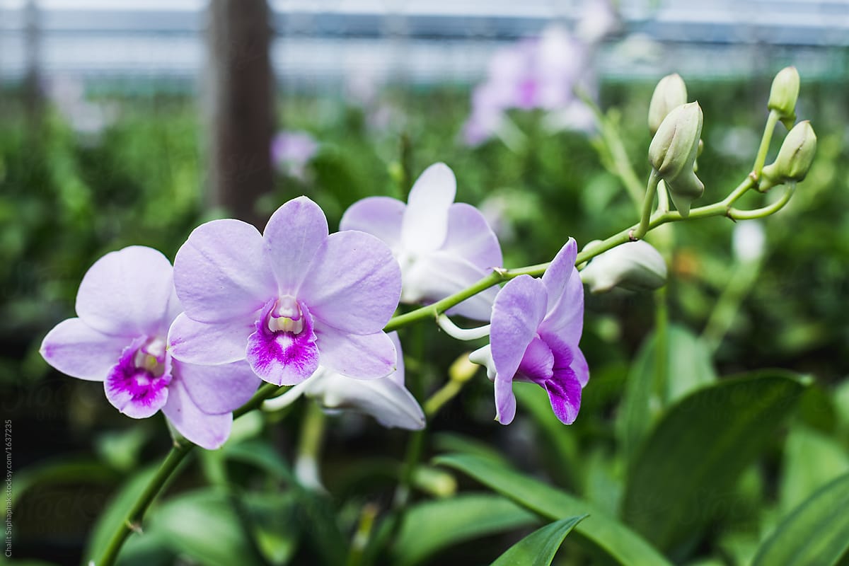 Orchid farm