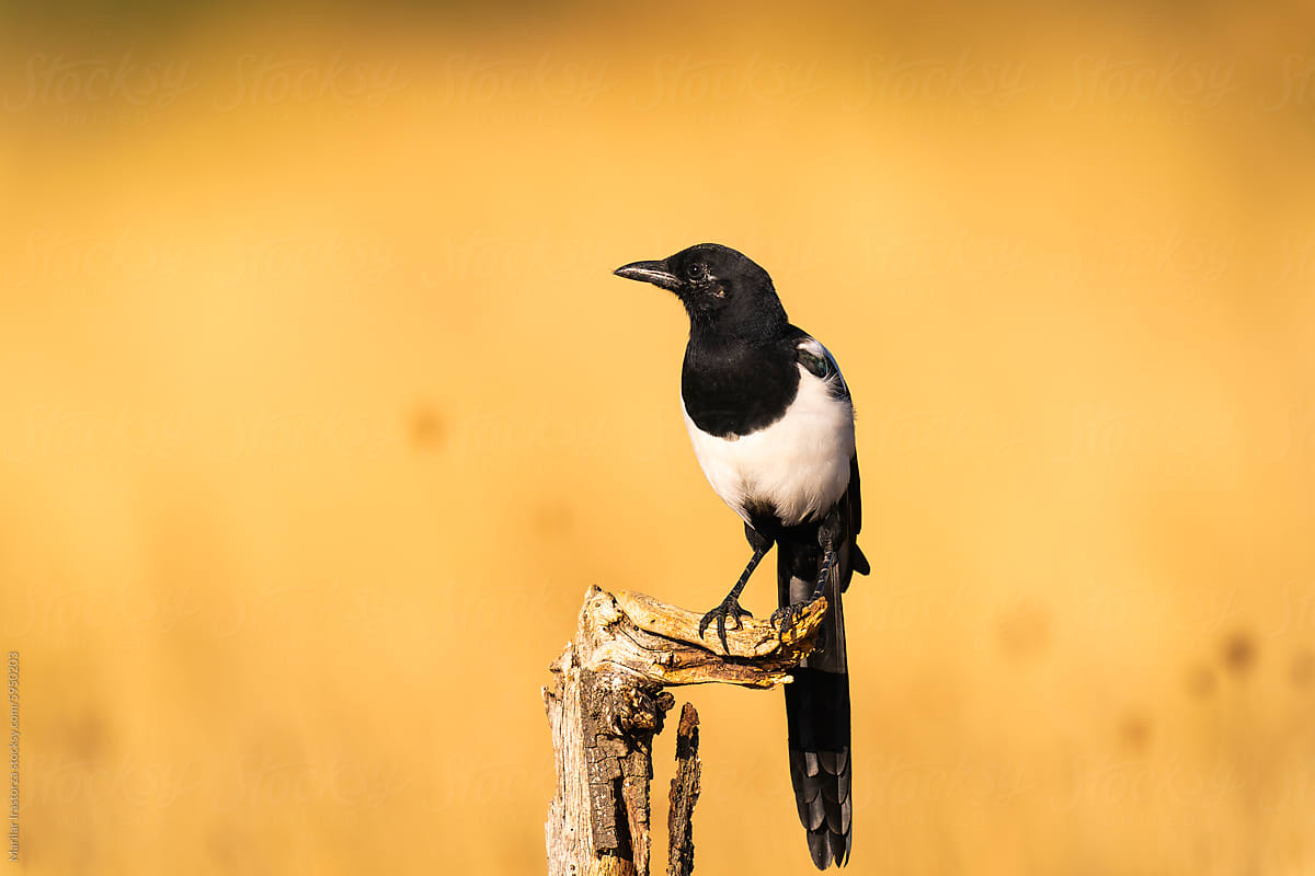 Eurasian Magpie Sitting On A Branch