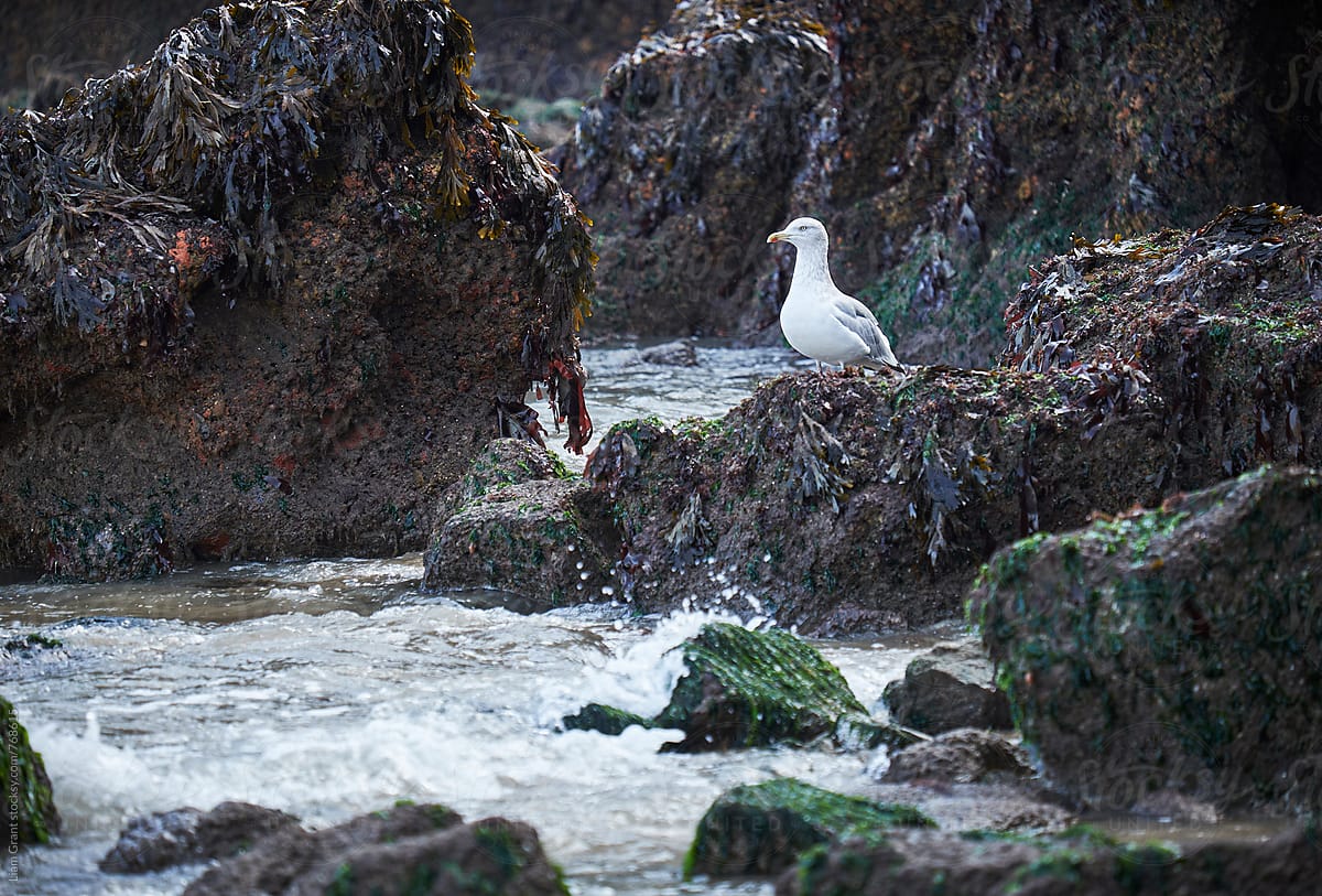 Gull on the rocks at Tenby. Wales, UK.