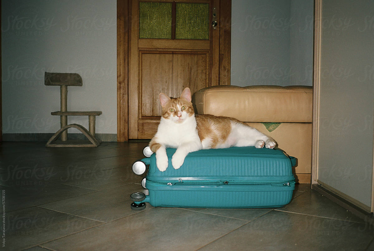 "Tabby cat lying on a suitcase" by Stocksy Contributor "Volya Tarasava"