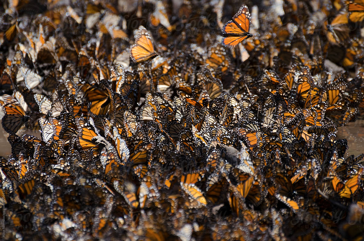 Monarch butterflies drinking water from a pond