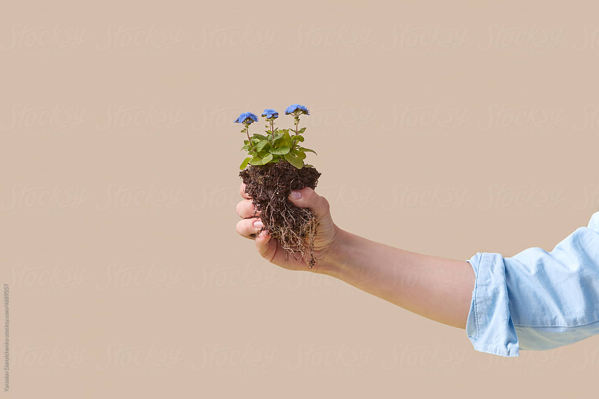 Gardener hand with plant