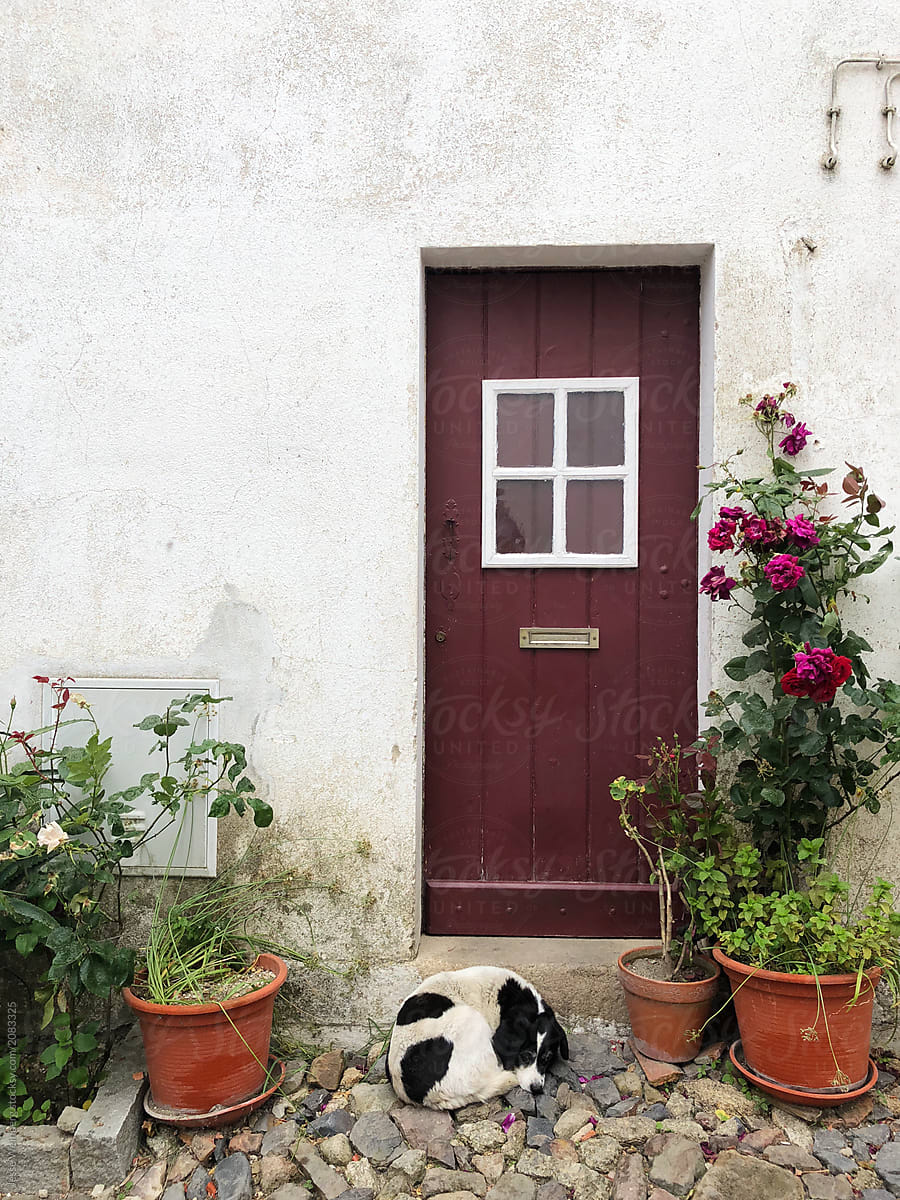 Beautiful Doorway | Sleeping Dog