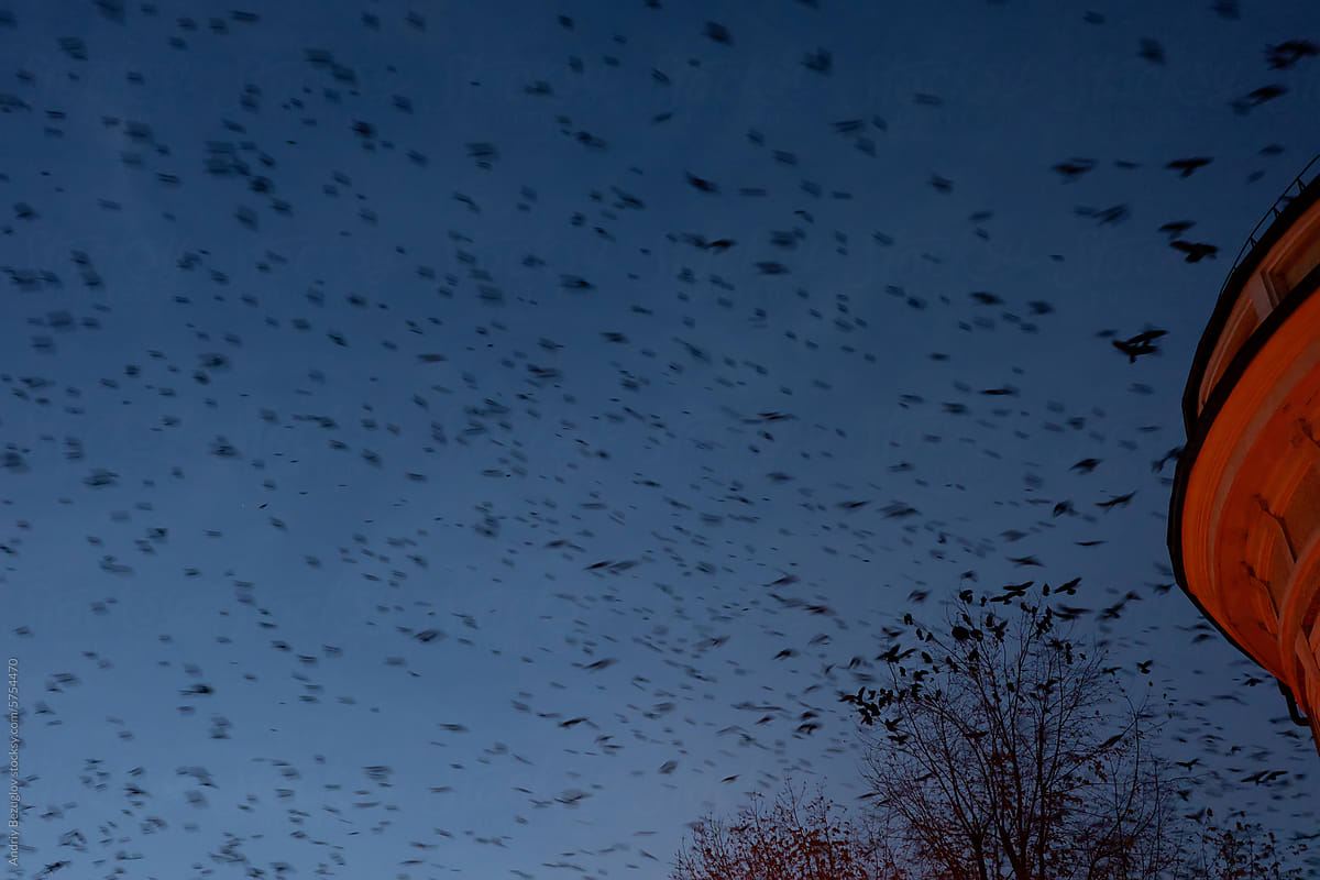 Huge flock of black birds flying in the evening