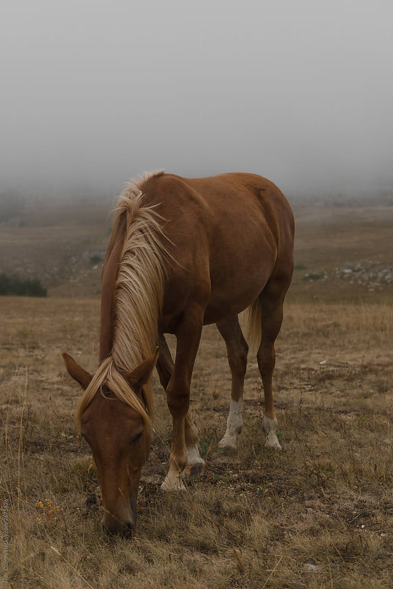 beautiful horse grazes in a field in the fog