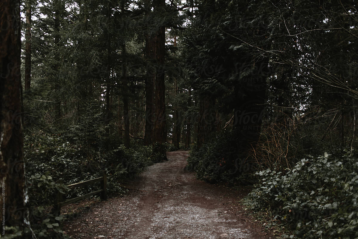 dark dirt path through woods