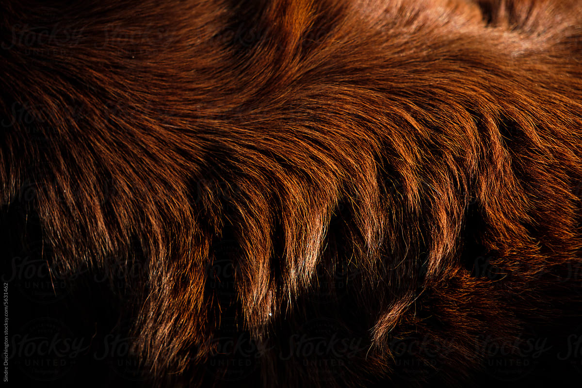 Close-up of a dog\'s dark auburn fur.