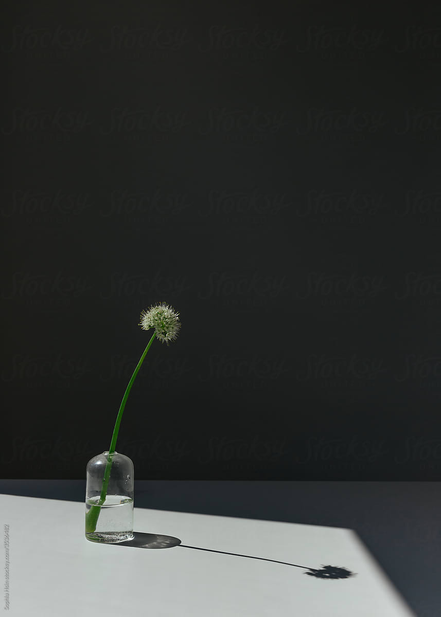 Still life of flower in glass vase