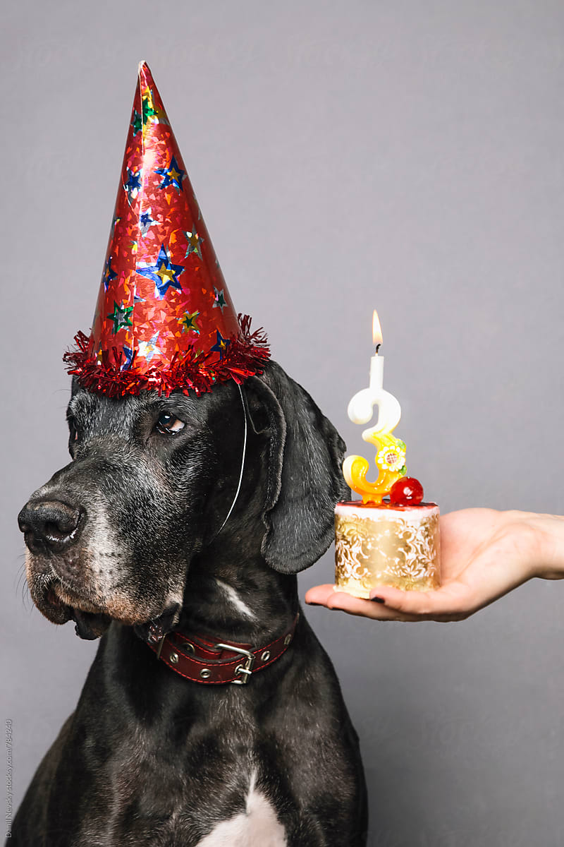 German Dane wearing a festive hat and sitting against of grey background