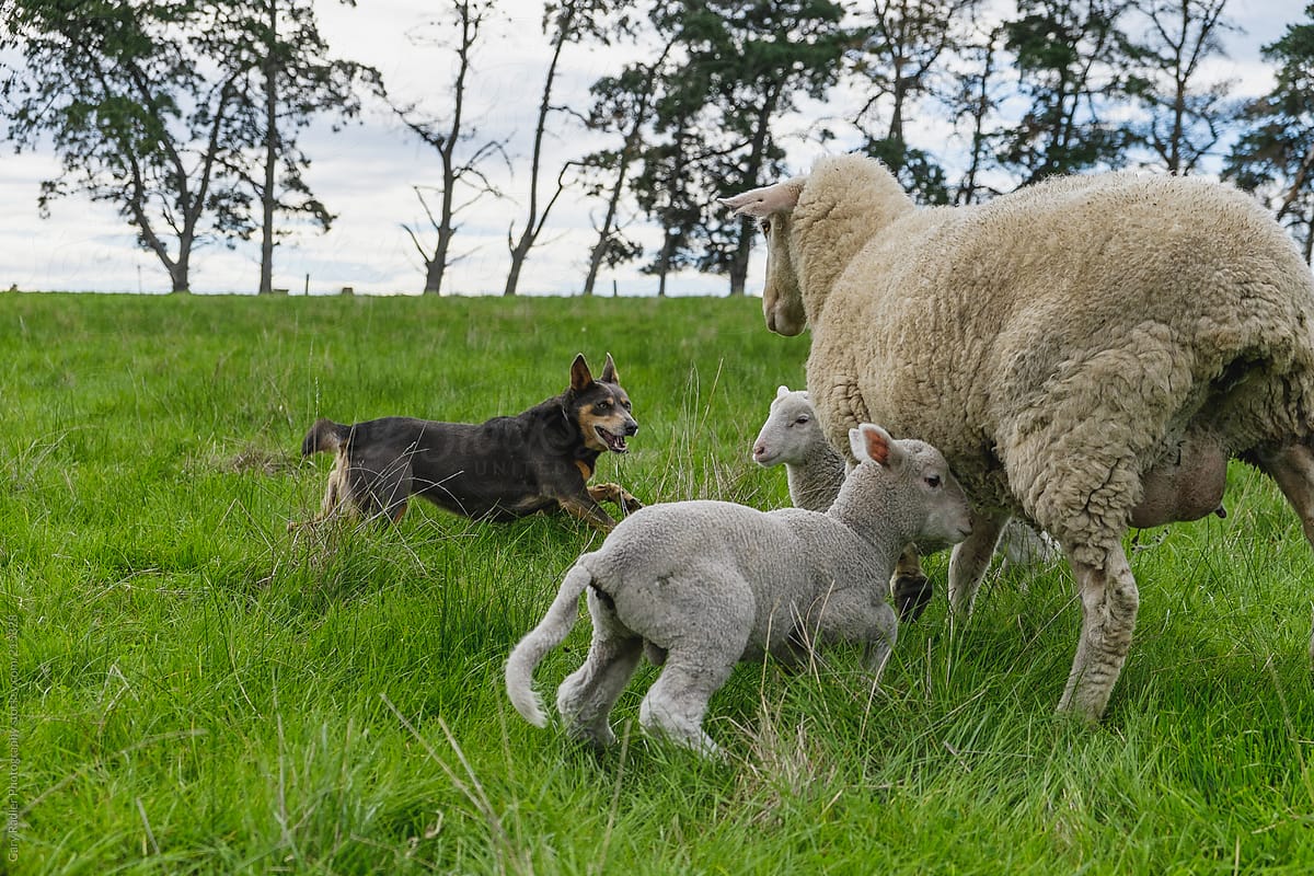 Kelpie rounding up some a Ewe and her Lambs II