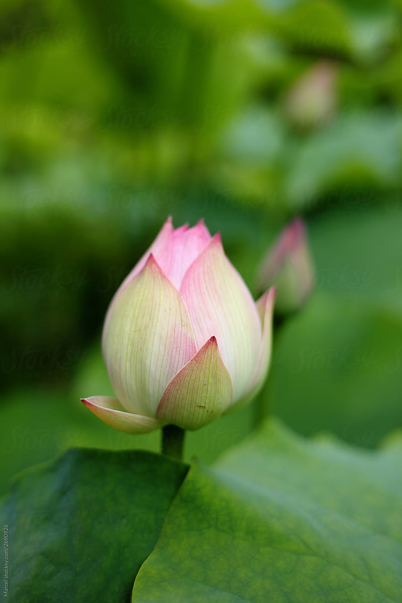 Lotus plant in bloom