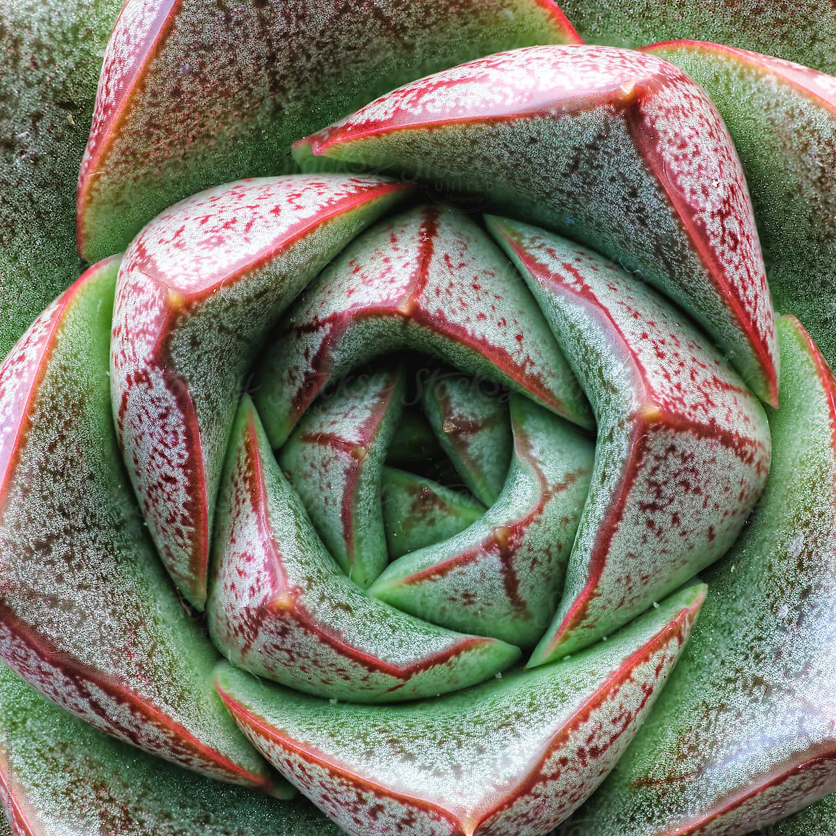 Succulent from above