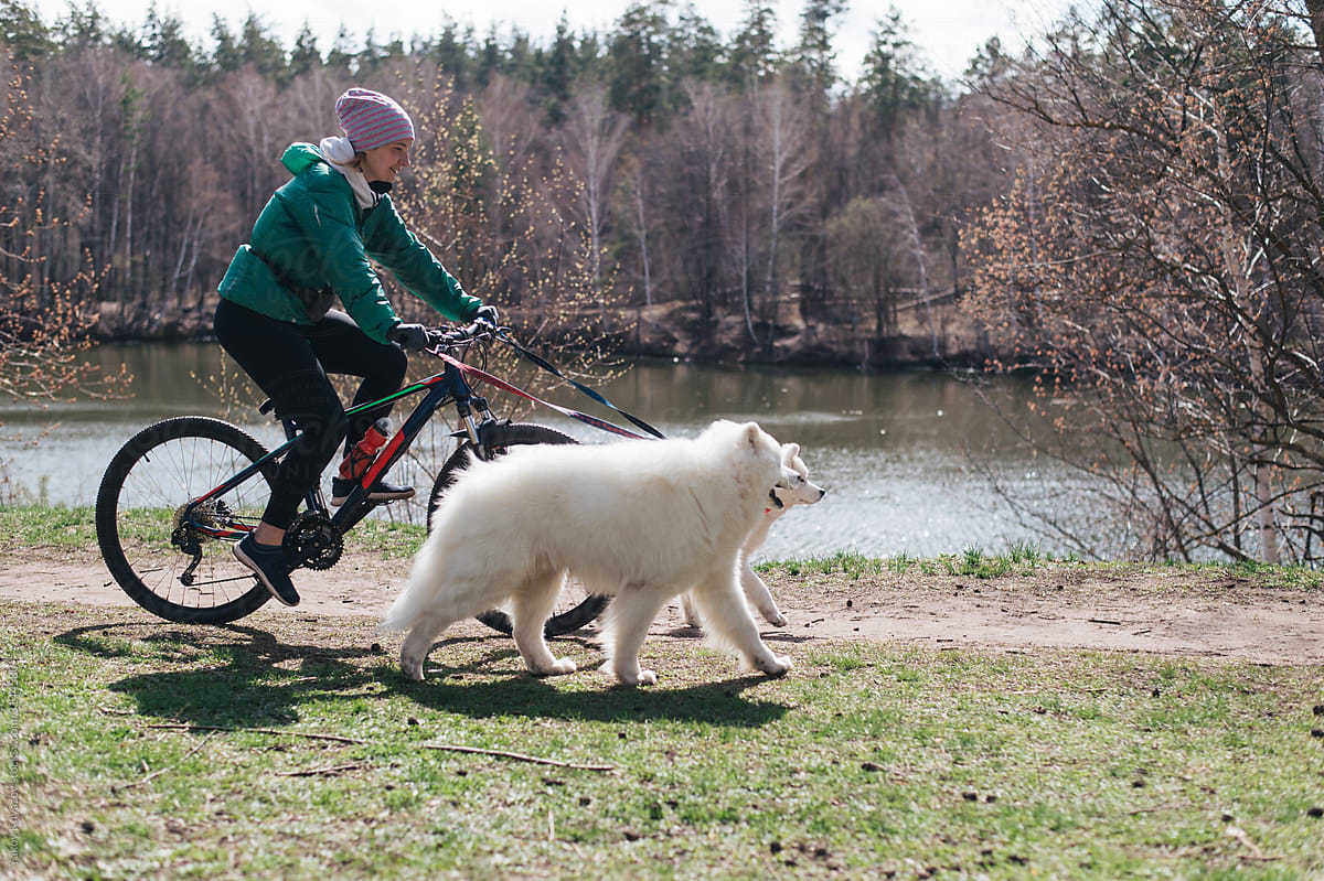 Young woman riding bicycle with two samoyed dogs in the park