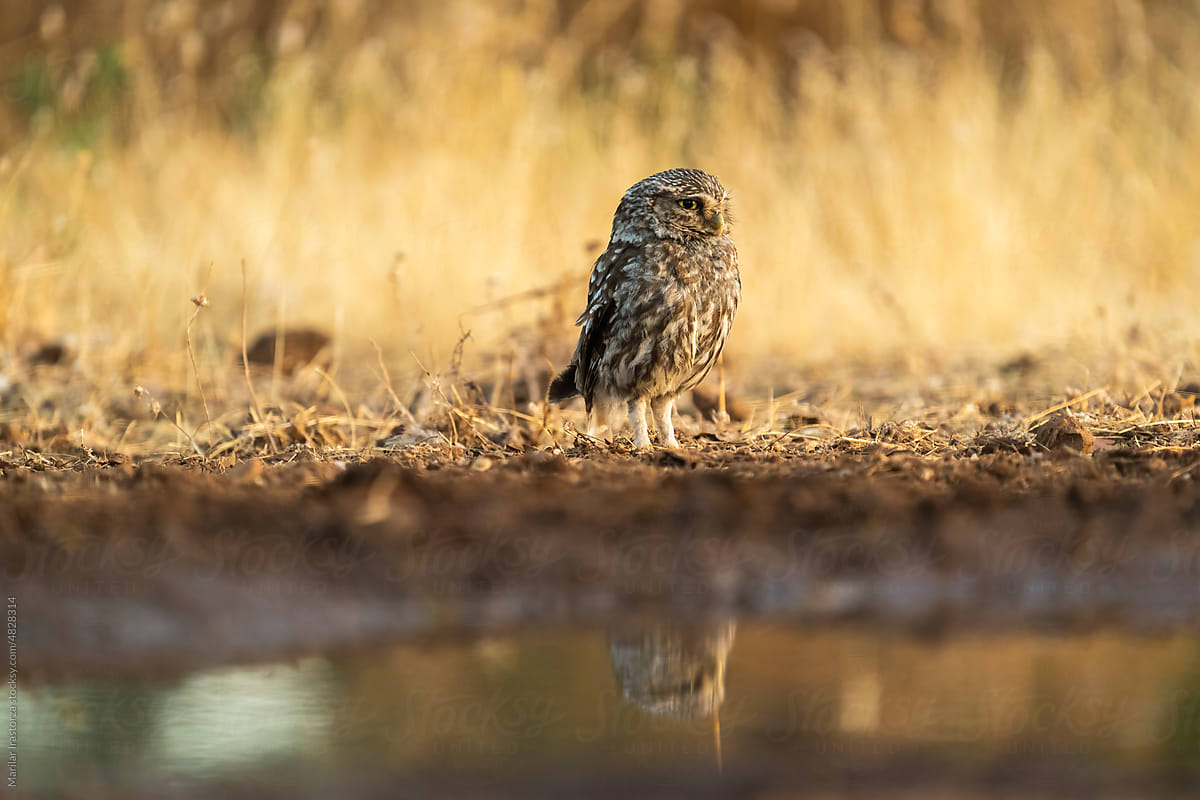 Little Owl Perched Outside Its Burrow