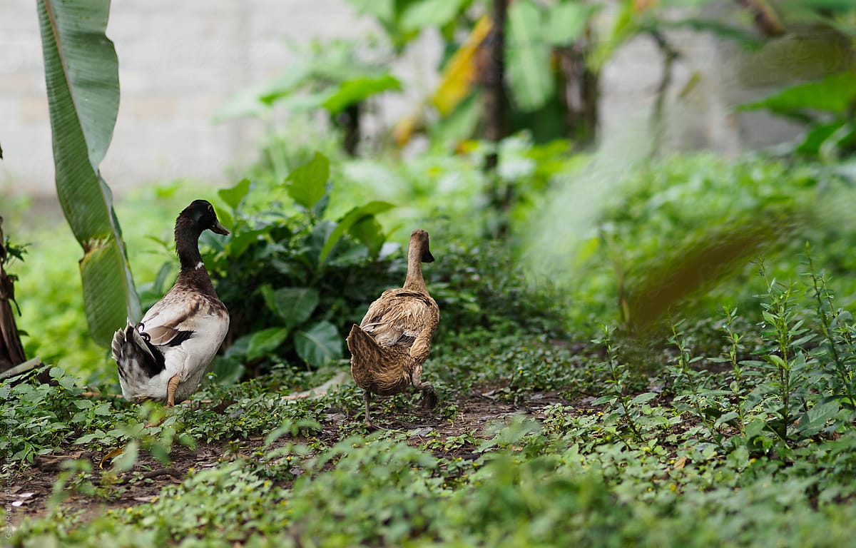 Two Ducks in Bali