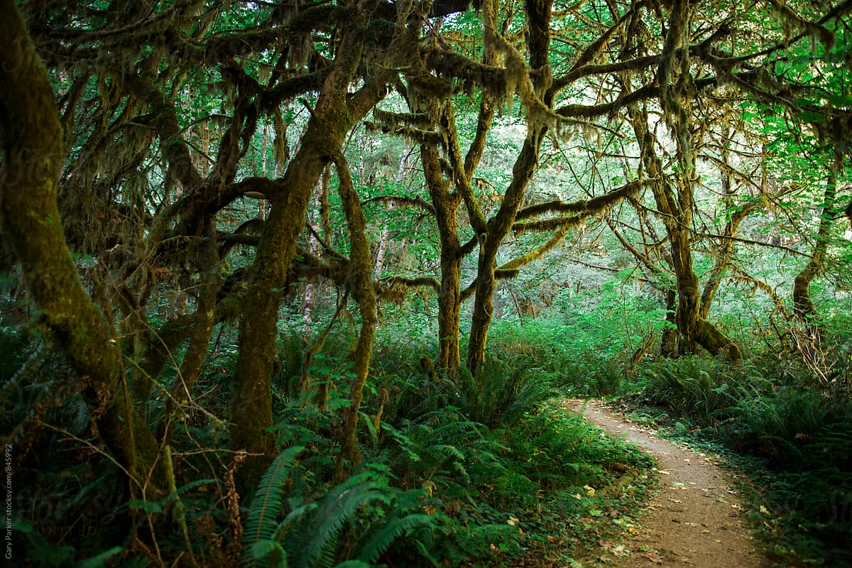 A magical path leads into a mysterious forest