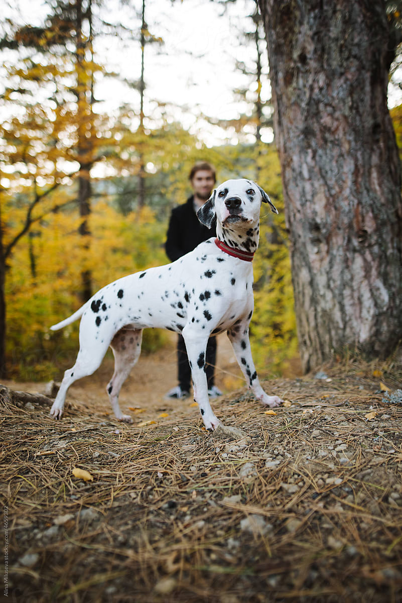 Dalmatian Dog with his owner in fall forest