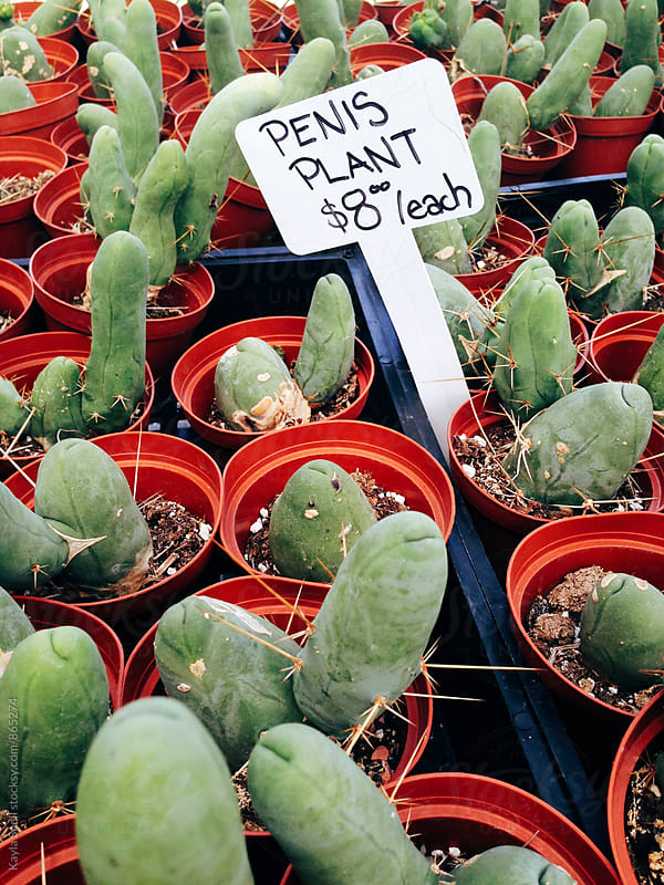 Funny shaped Cacti