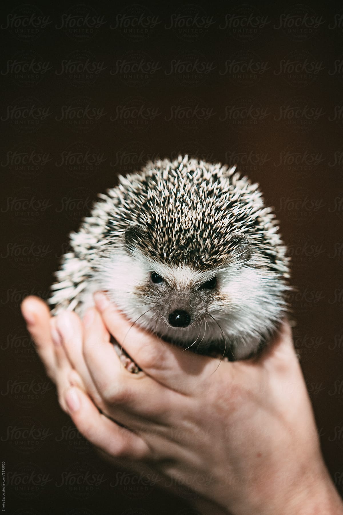 Hedgehog in the hands of the young girl