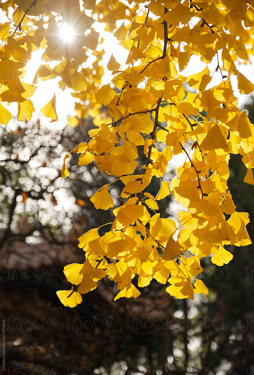 Close-up of ginkgo tree leaves beside ancient building