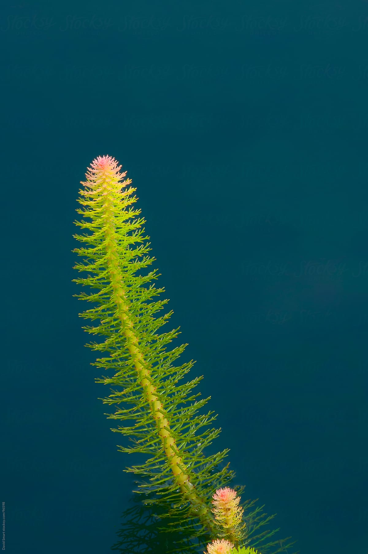 An aquatic plant growing in dark blue-green pond water