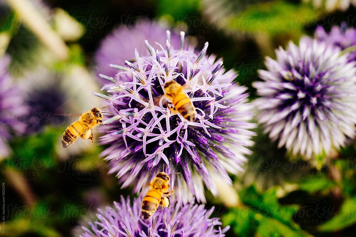 Three bees collecting pollen to make honey