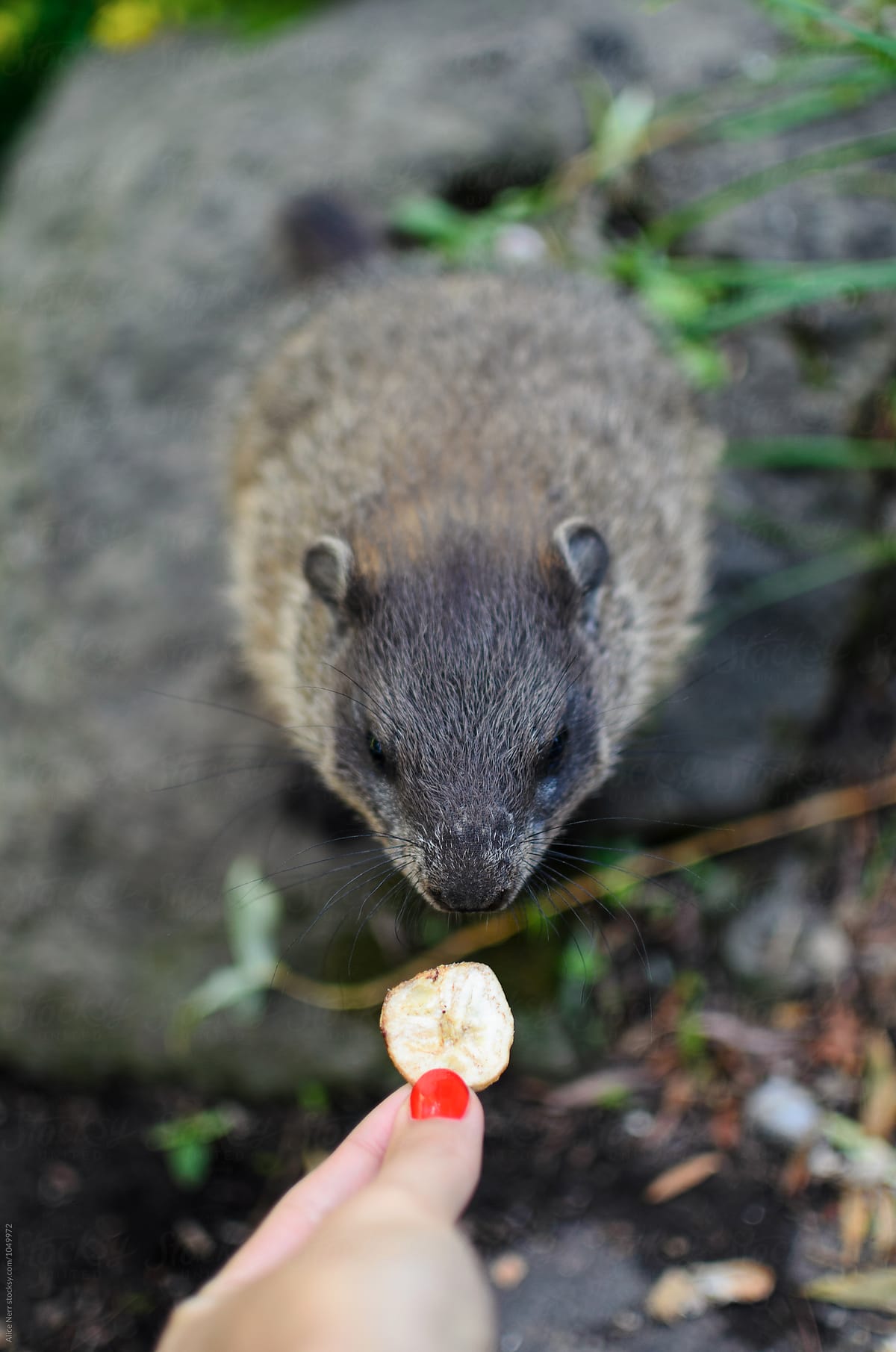 Female hand feeding groundhog