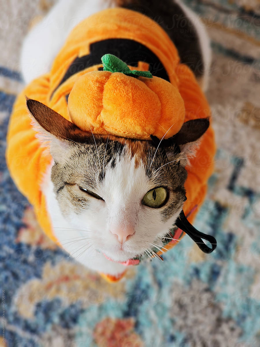 Pet Cat Halloween Costume