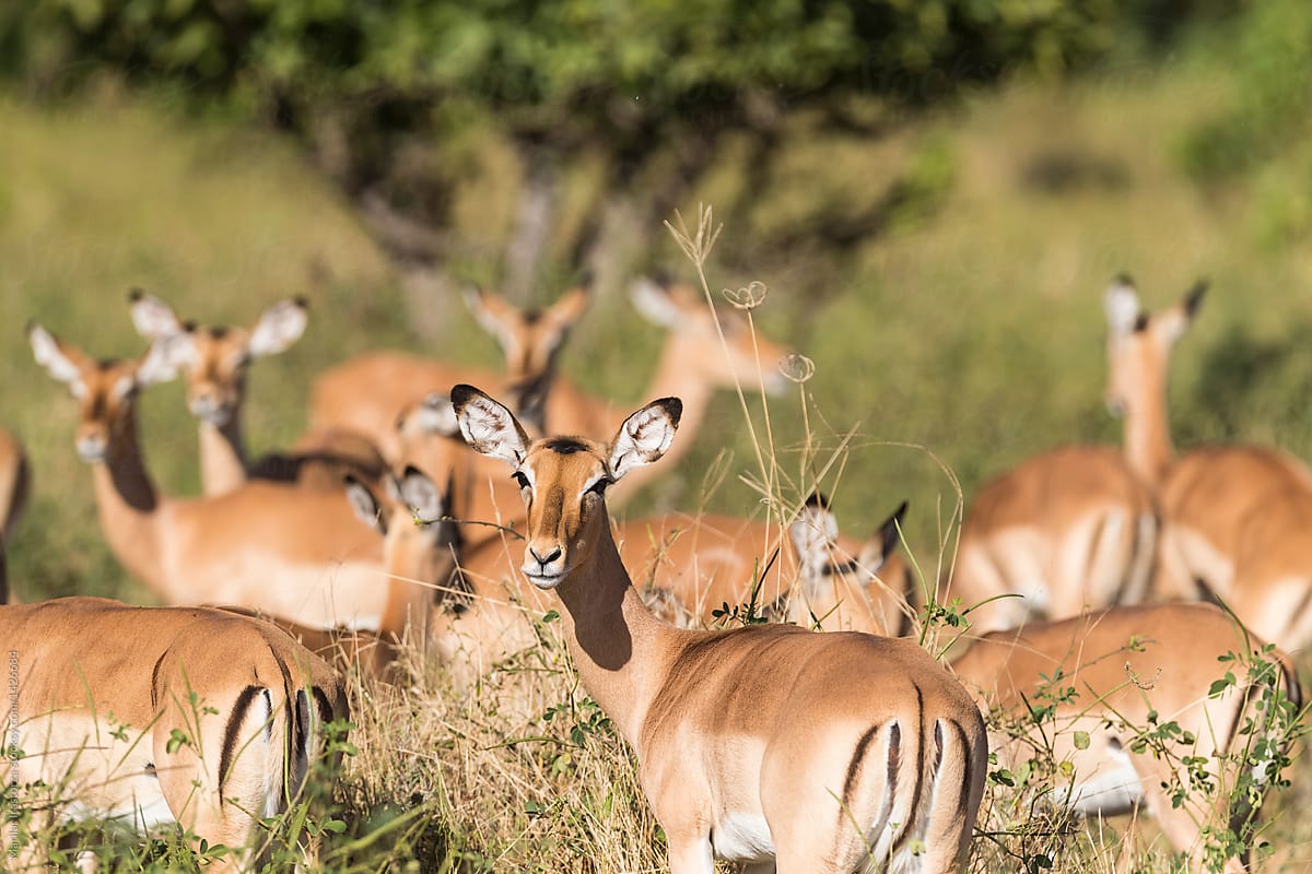 Group of female impalas in the morning