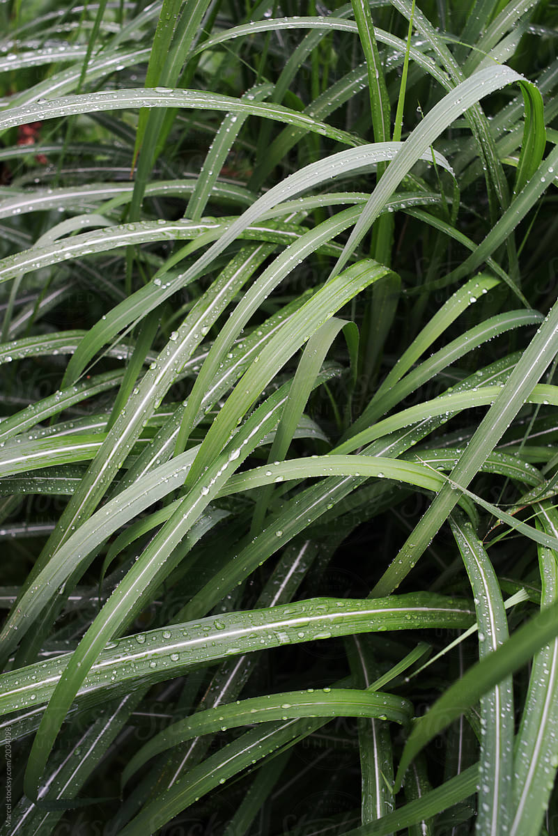 Ornamental miscanthus grass foliage aftre the rain