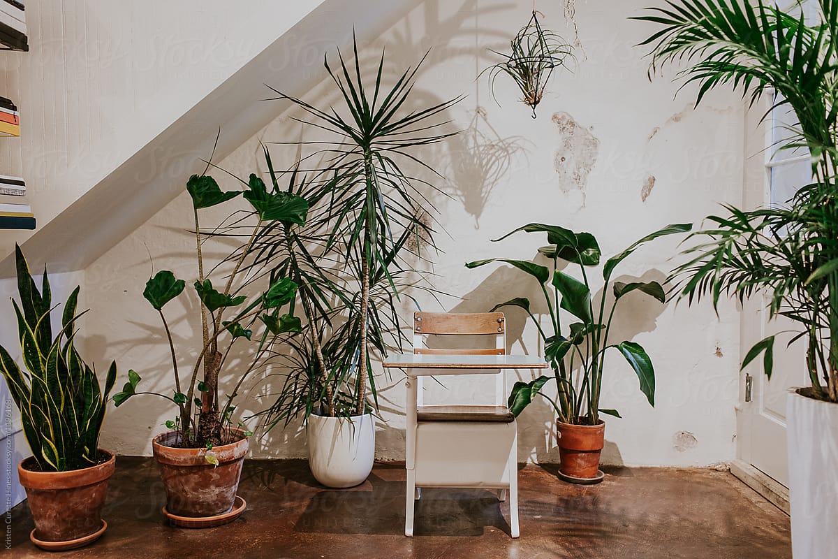Vintage school desk surrounded by potted plants